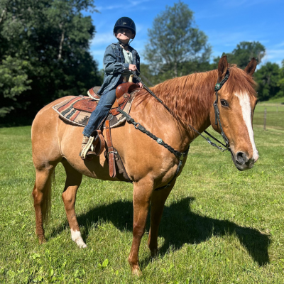 Young boy astride a light brown horse on a sunny day